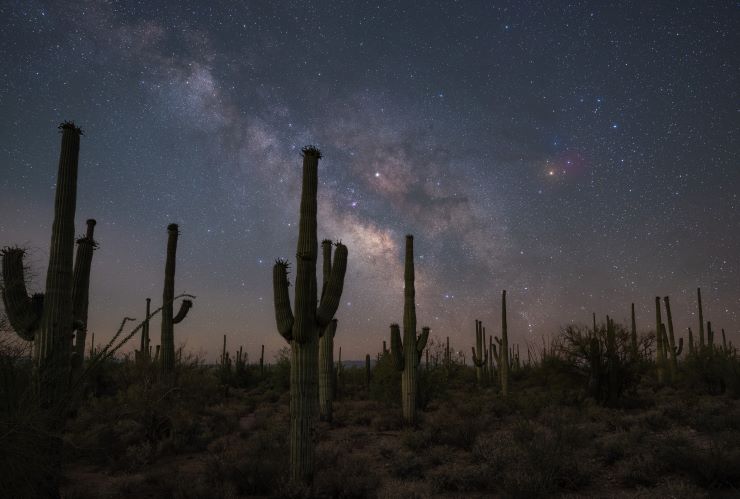 Saguaro cacti under a dark night sky full of stars